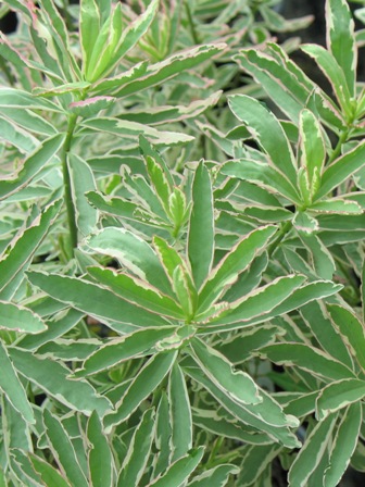 Picture of First Blush Spurge