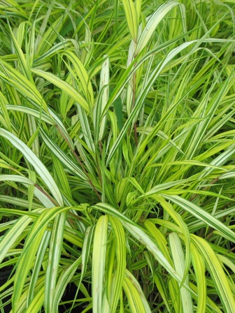 Picture of Variegated Japanese Forest Grass