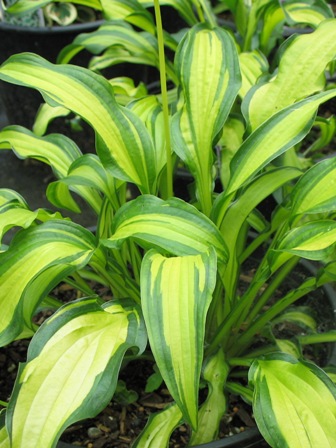 Picture of First Mate Hosta