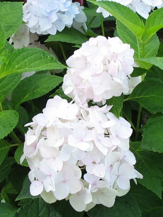 Picture of Blushing Bride Hydrangea