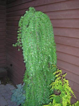 Picture of Weeping Larch
