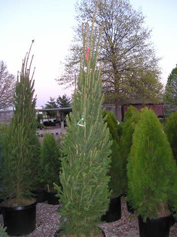 Picture of Cupressina Norway Spruce