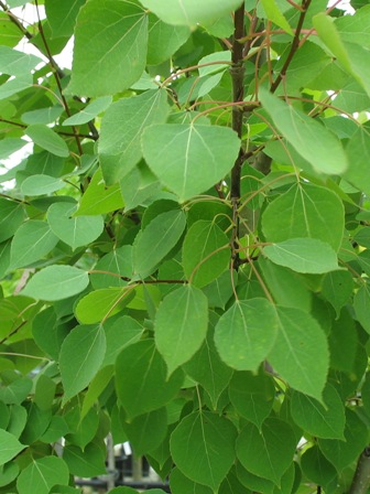 Picture of Quaking Aspen