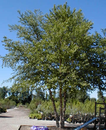 Picture of Heritage River Birch