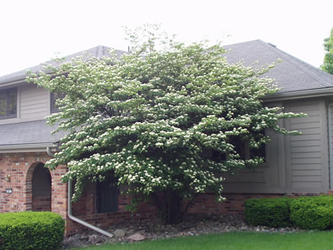 Picture of Pagoda Dogwood