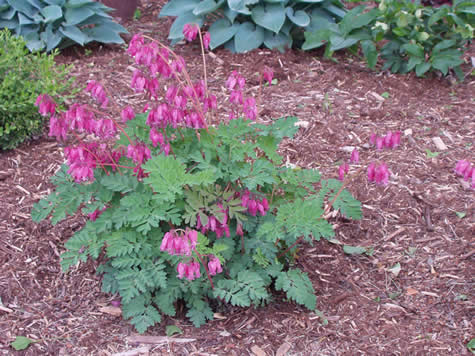 Picture of Luxuriant Bleeding Heart