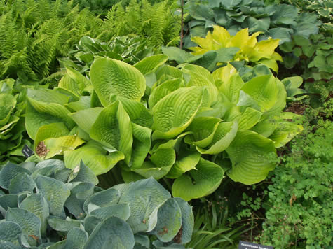 Picture of Sum and Substance Hosta