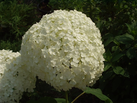 hydrangeaArborescensAnnabelleS Top 10 Most Expensive Flowers in the World