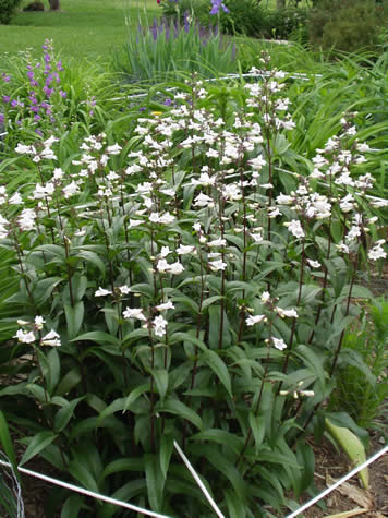 Picture of Husker Red Beardtongue