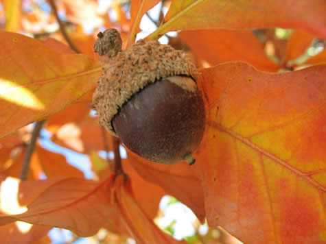 Picture of Bicolor Oak