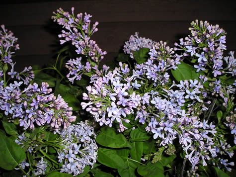 Picture of Wedgewood Blue Lilac