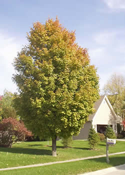 Green Mt Sugar Maple