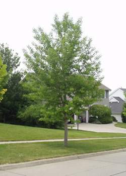 Princeton Sentry Gingko