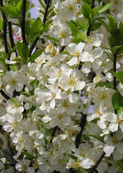 Lolipop Crabapple