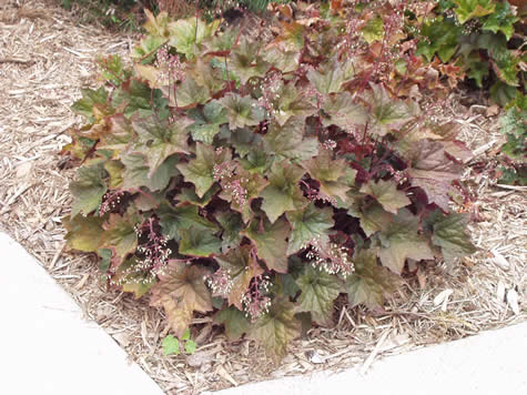 heucheraMicranthaPalacePurpleS