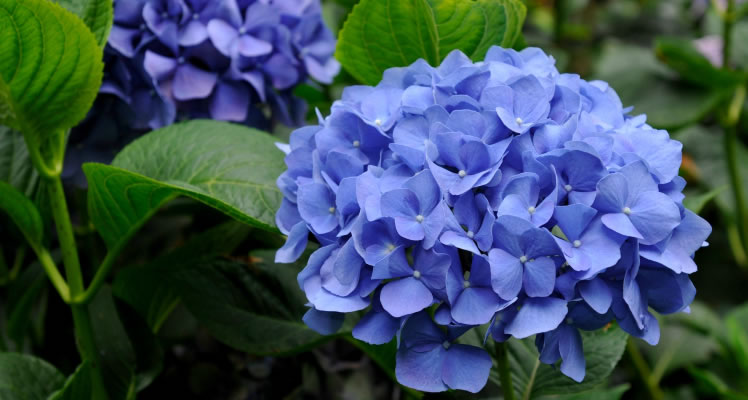 Miller Nursery When Quality Is The Difference You Re Looking For Welcome To Miller Nursery