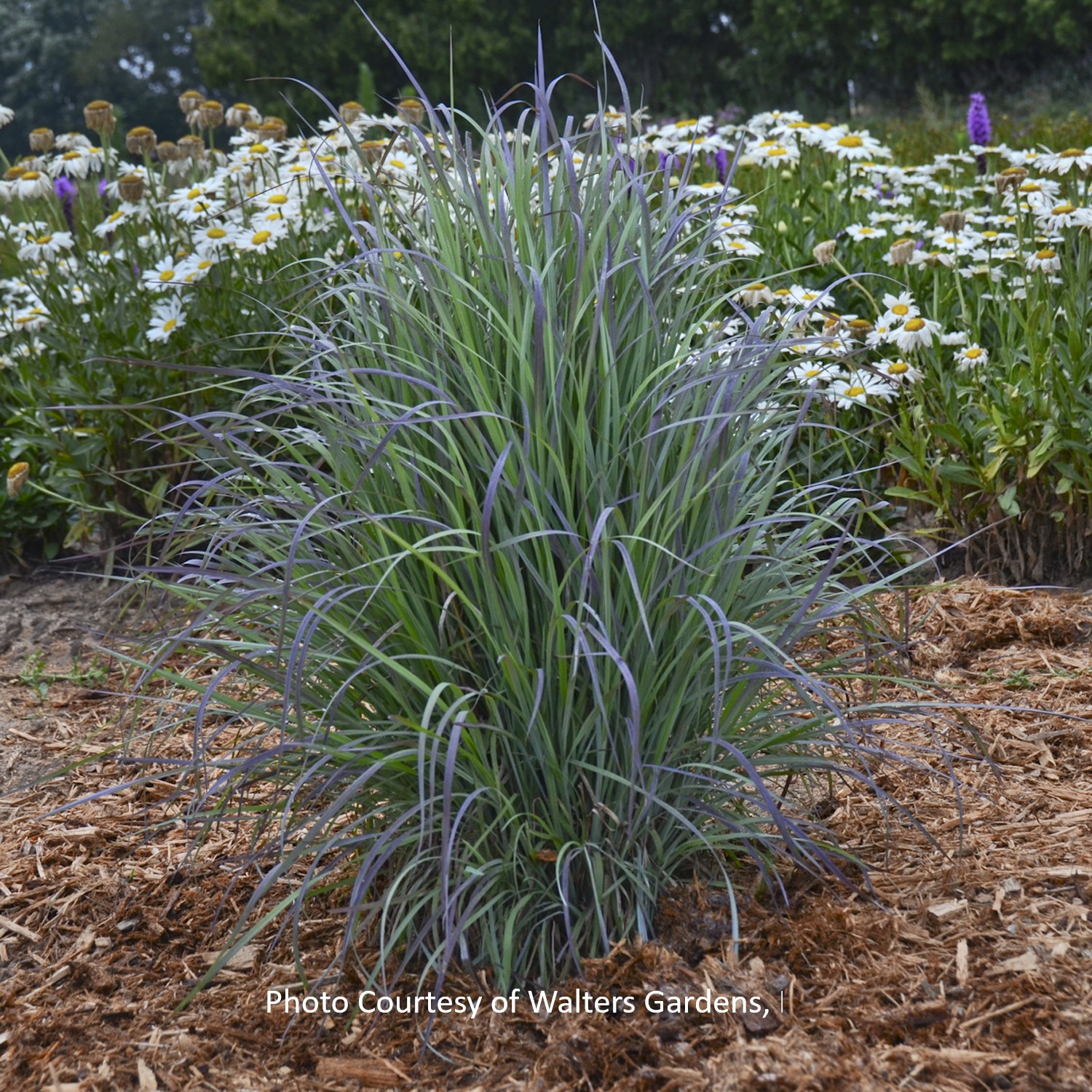 Picture of Twilight Zone Little Bluestem