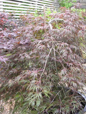 Picture of Crimson Queen Japanese Maple