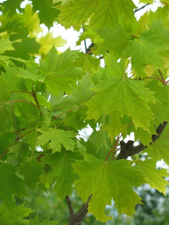 Picture of Princeton Gold Maple