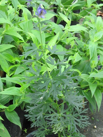 Picture of Blue Lagoon Monkshood