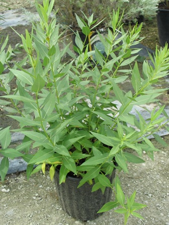 Picture of Blue Ice Amsonia (Dogbane)