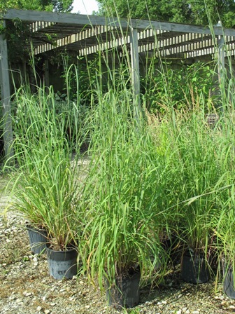 Picture of Big Bluestem