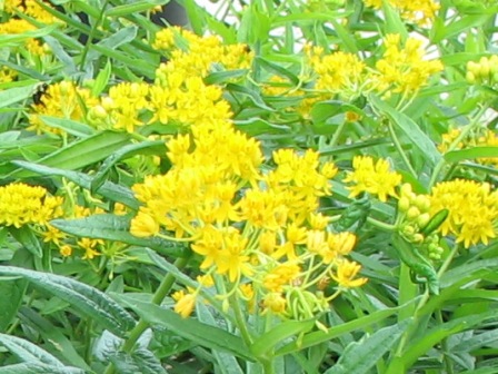 Picture of Hello Yellow Butterfly Weed