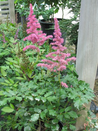 Picture of Rise and Shine Astilbe