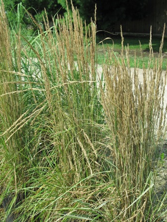 Picture of Overdam Feather Reed Grass