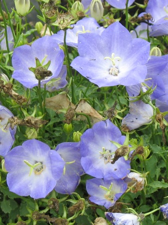Picture of Pearl Light Blue Carpathian Bellflower