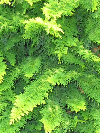 Picture of Fernspray Gold Cypress