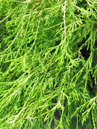 Picture of Mops False Cypress
