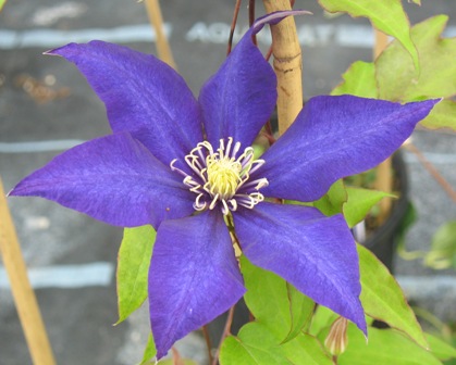Picture of Fireworks Clematis