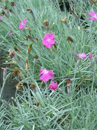 Picture of Firewitch Dianthus (Cheddar Pink)