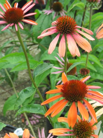 Picture of Sundown Coneflower