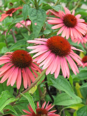 Picture of Twilight Coneflower
