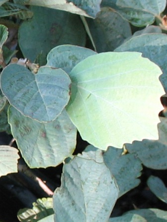 Picture of Blue Shadow Large Fothergilla