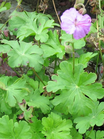 Picture of Biokovo Cranesbill Geranium