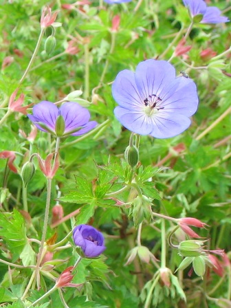 Picture of Rozanne Geranium