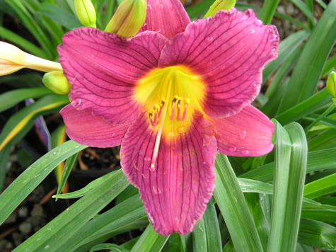 Picture of Little Grapette Daylily