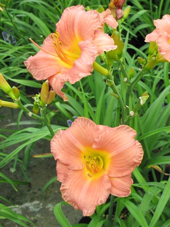 Picture of My Melinda Daylily
