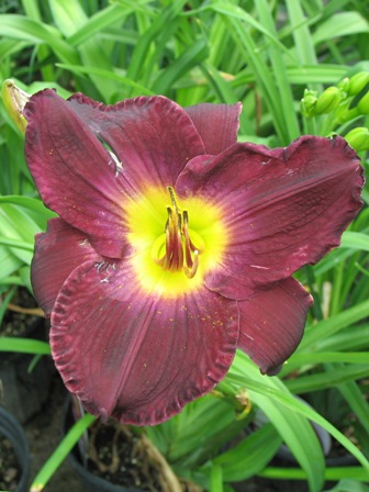 Picture of Strutter's Ball Daylily