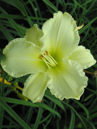 Picture of Sunday Gloves Daylily