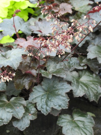 Picture of Blackout Coral Bells