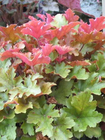 Picture of Marmalade Coral Bells
