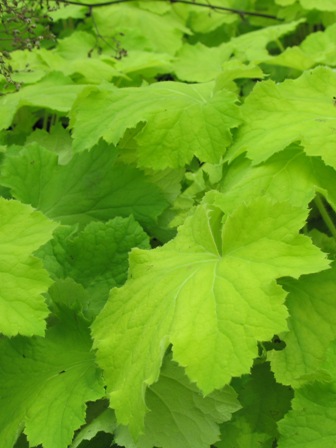 Picture of Pistache Coral Bells
