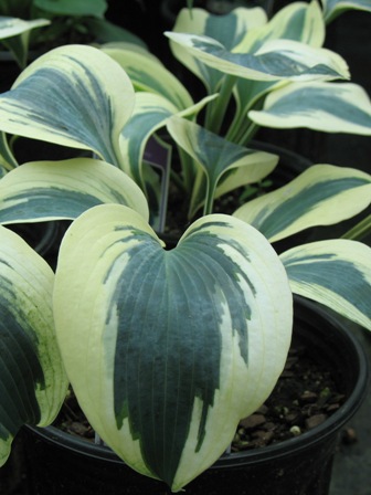 Picture of Blue Ivory Hosta