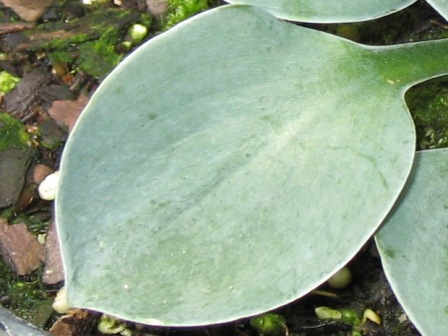 Picture of Blue Mouse Ears Hosta