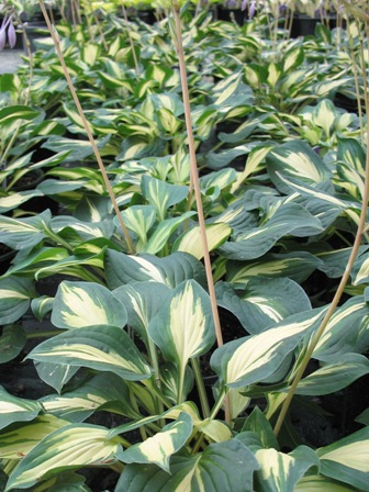 Picture of Fantasy Island Hosta