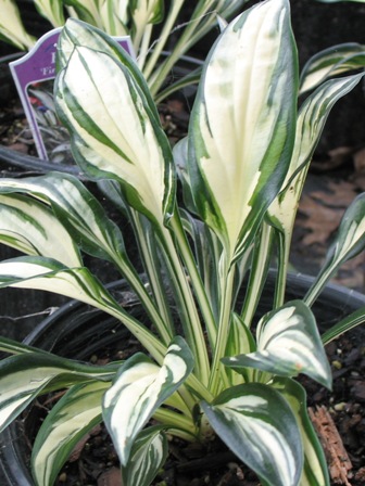 Picture of Fireworks Hosta